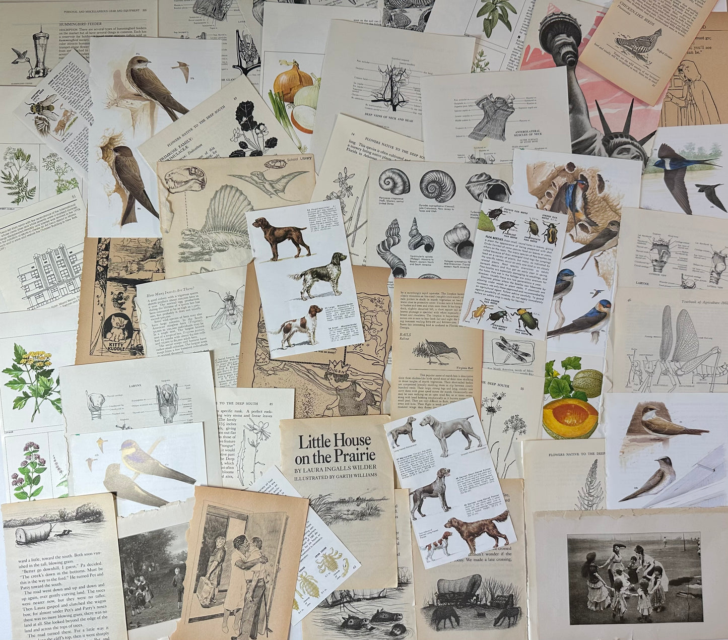 Ephemera packet 50 Illustrated Book Pages A7