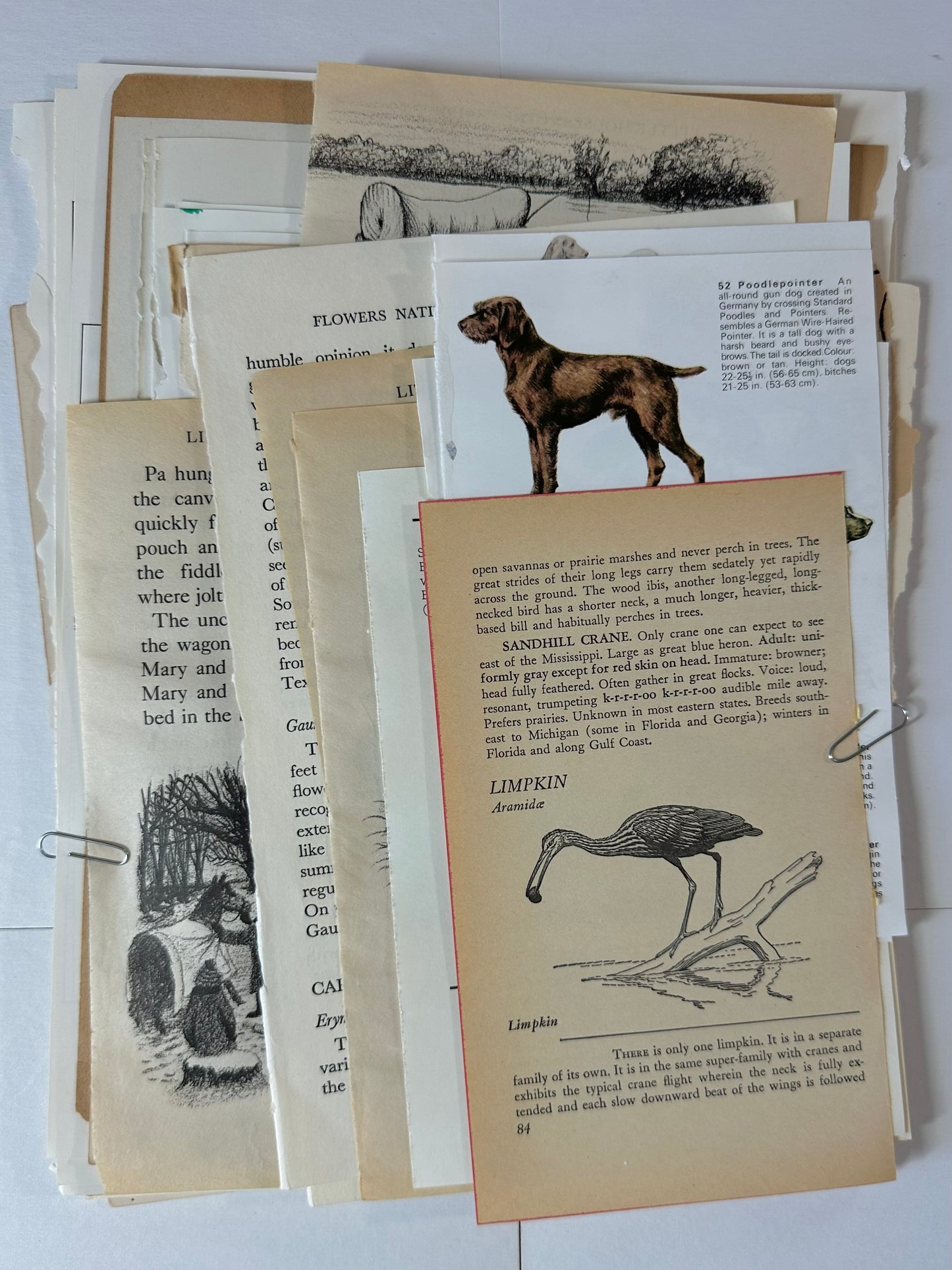 Ephemera packet 50 Illustrated Book Pages A7