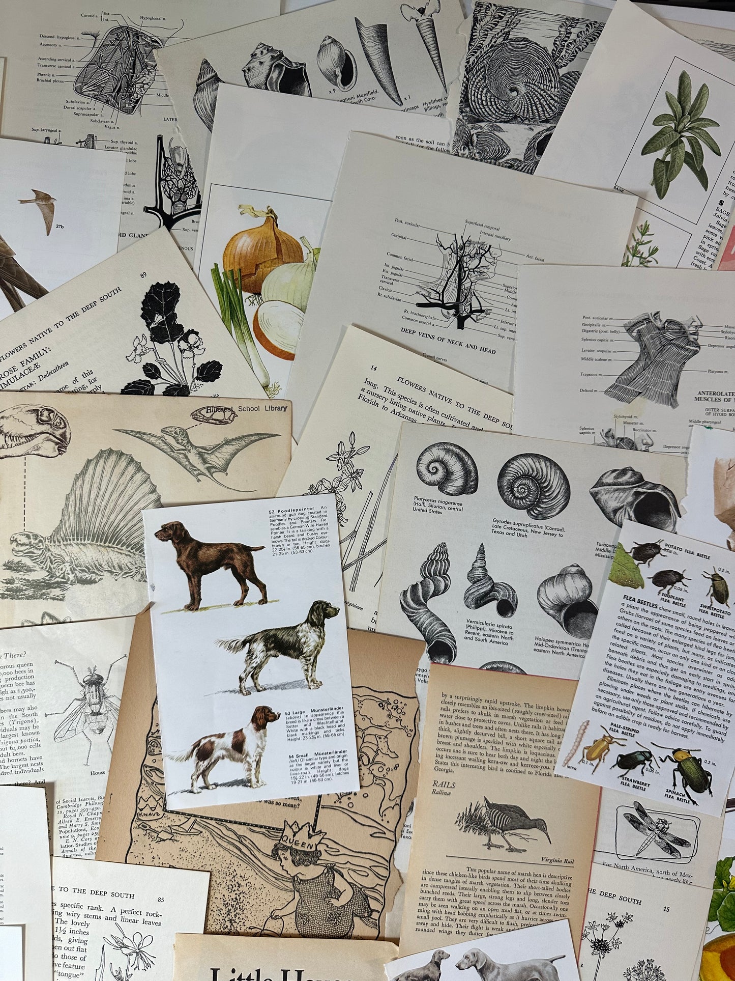 Ephemera packet 50 Illustrated Book Pages A7