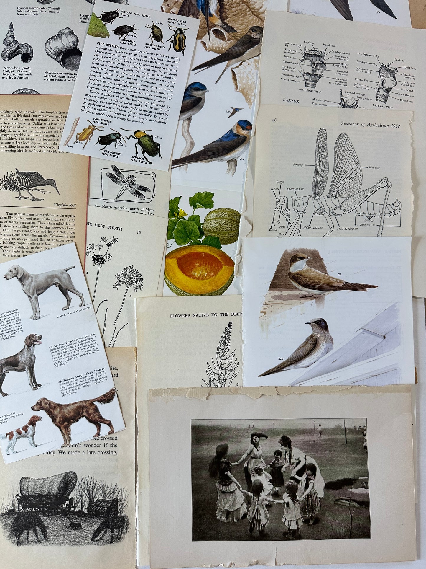 Ephemera packet 50 Illustrated Book Pages A7