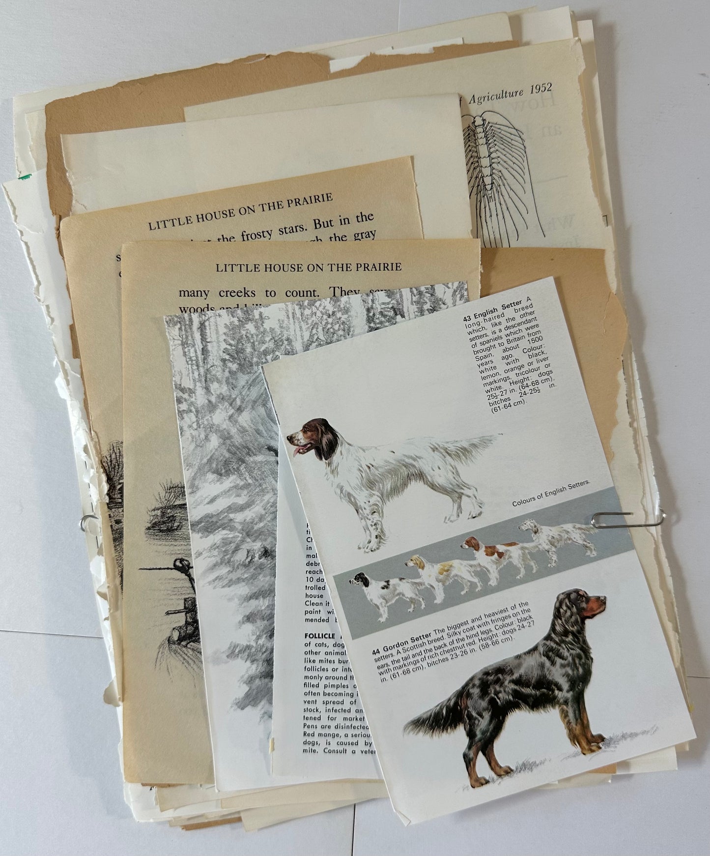 Ephemera packet 50 Illustrated Book Pages A6