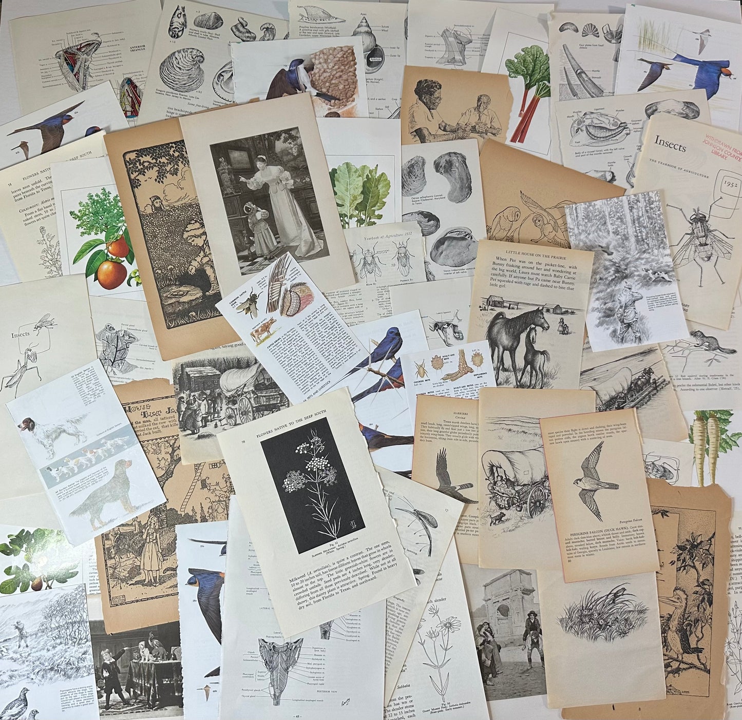 Ephemera packet 50 Illustrated Book Pages A6