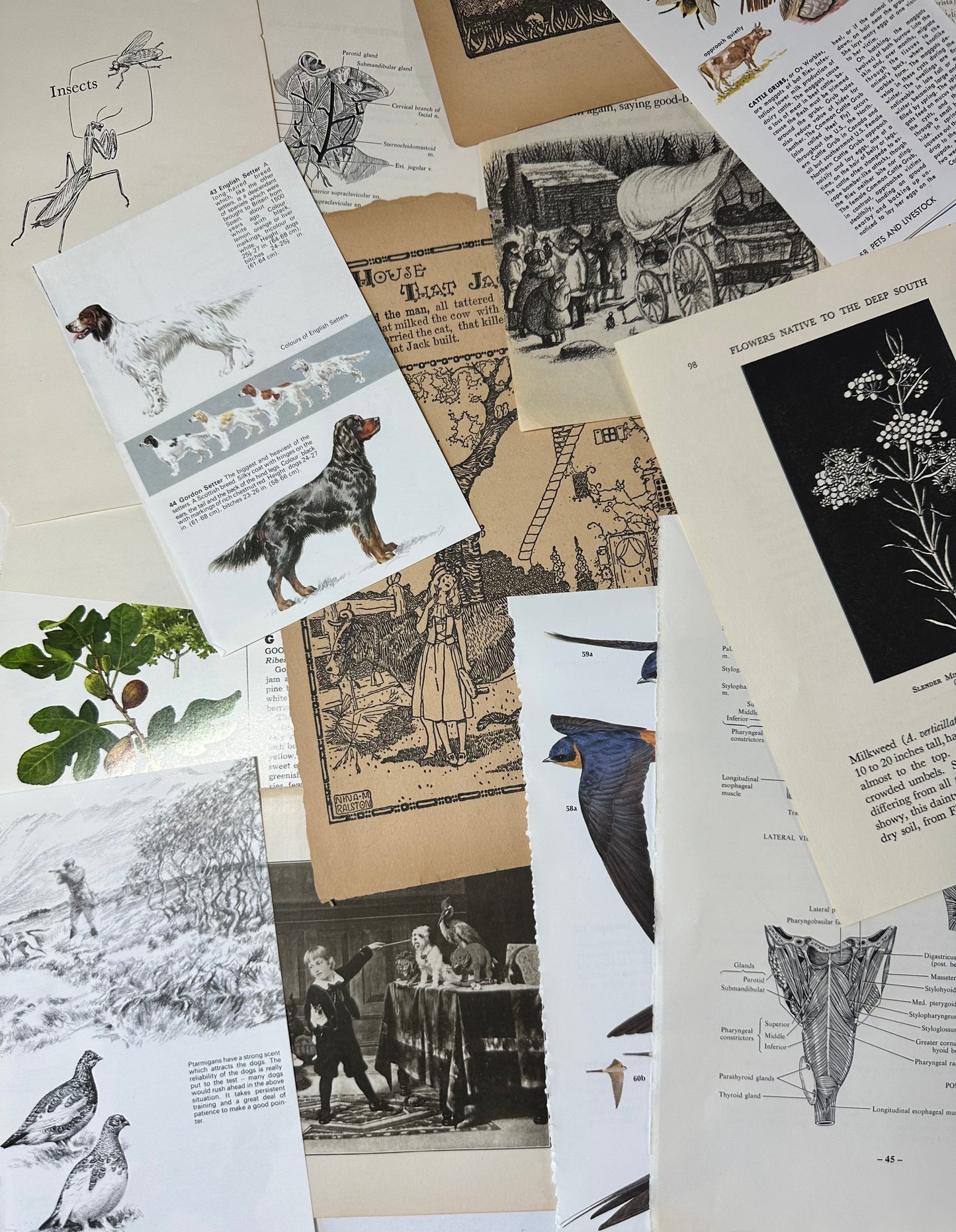 Ephemera packet 50 Illustrated Book Pages A6