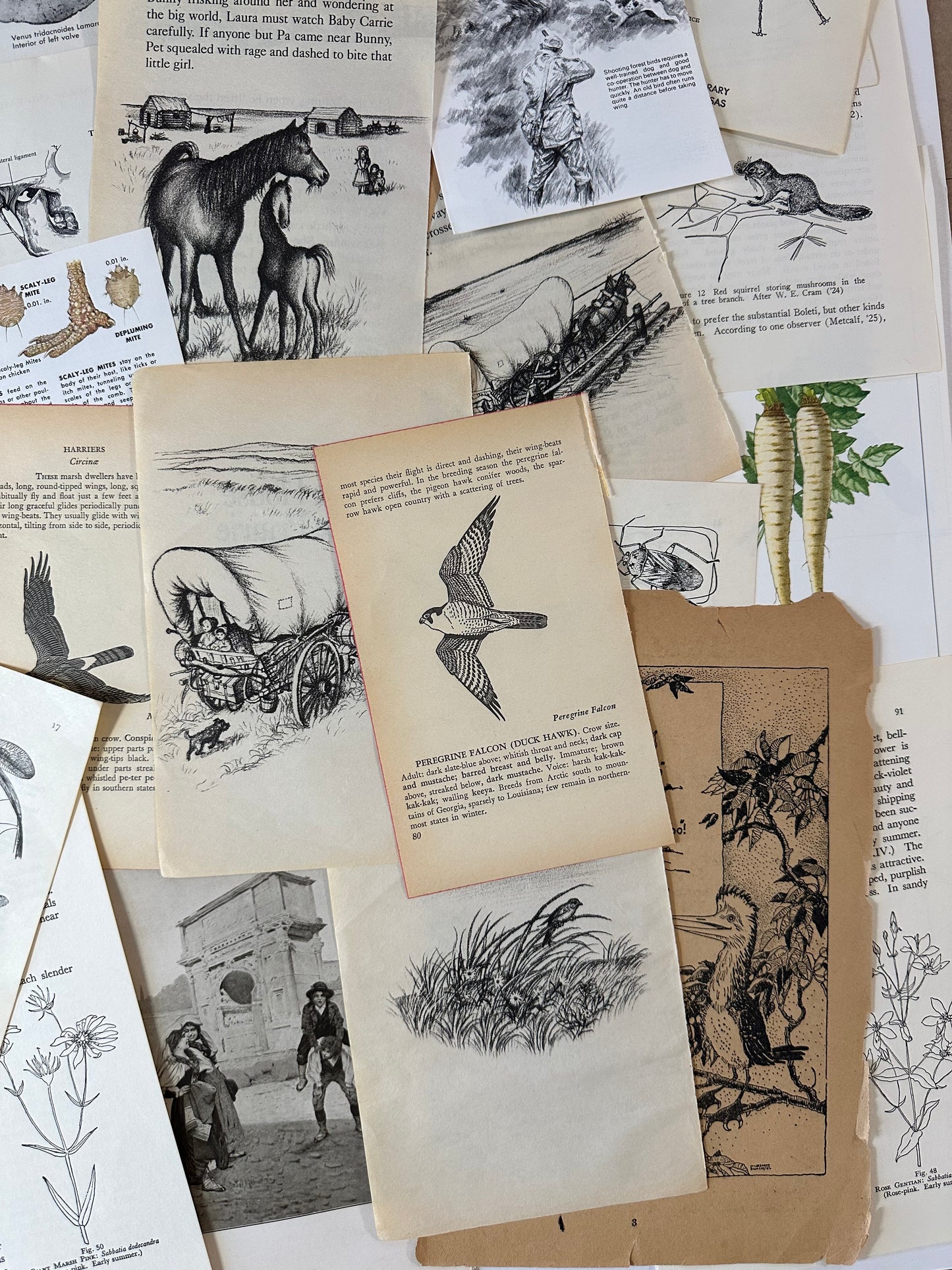 Ephemera packet 50 Illustrated Book Pages A6
