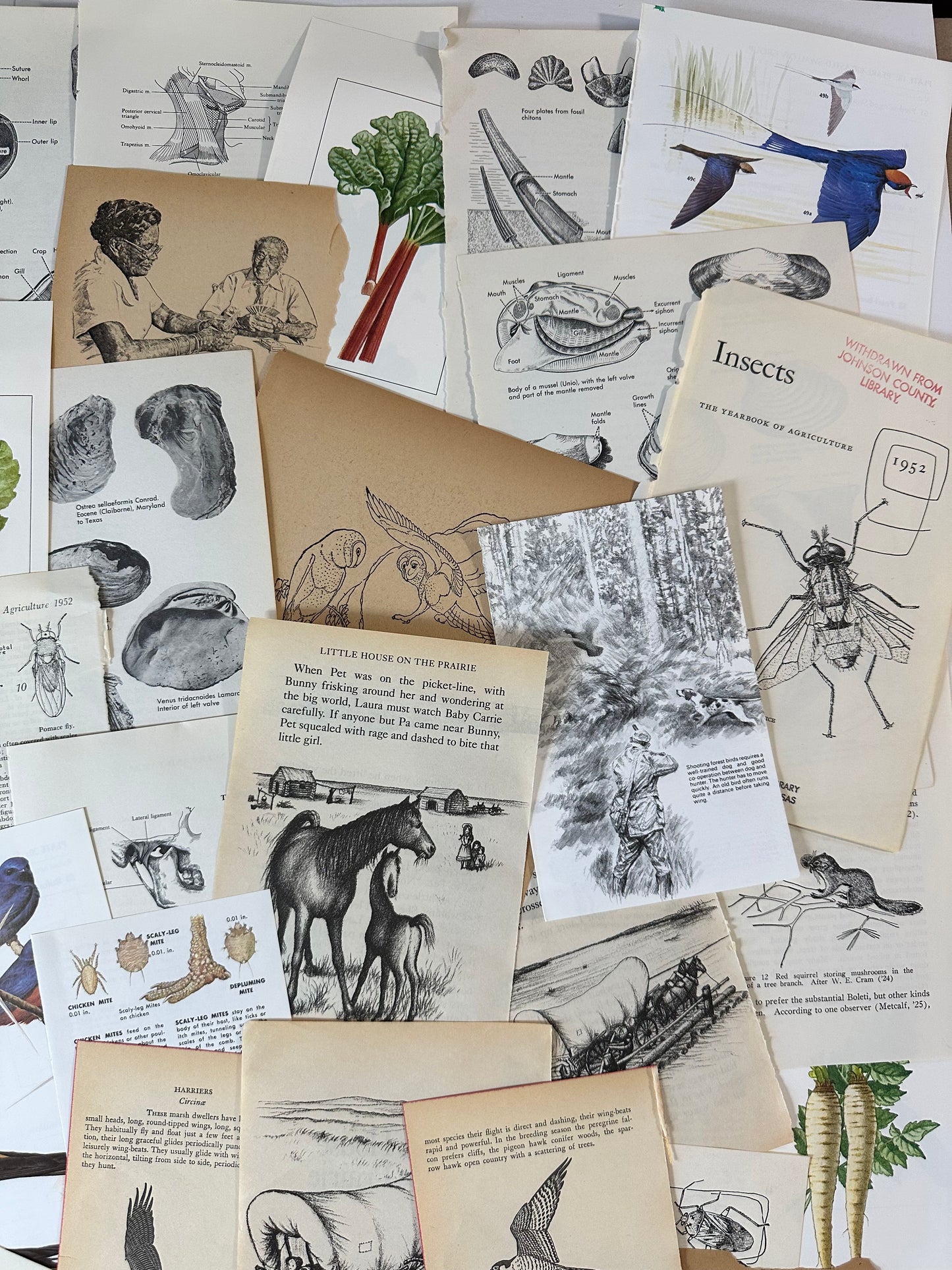 Ephemera packet 50 Illustrated Book Pages A6