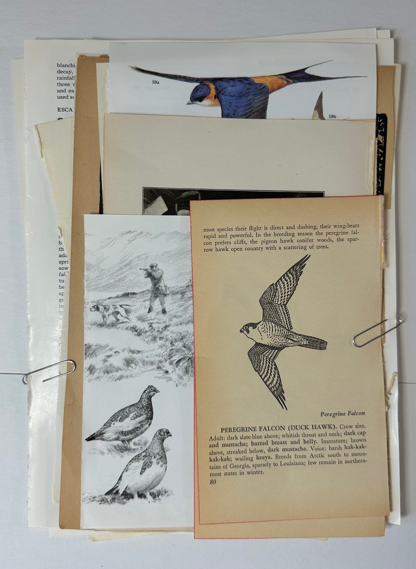 Ephemera packet 50 Illustrated Book Pages A6