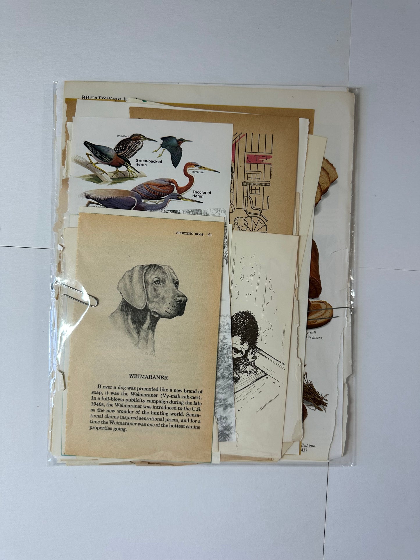 Ephemera packet 50 Illustrated Book Pages A5