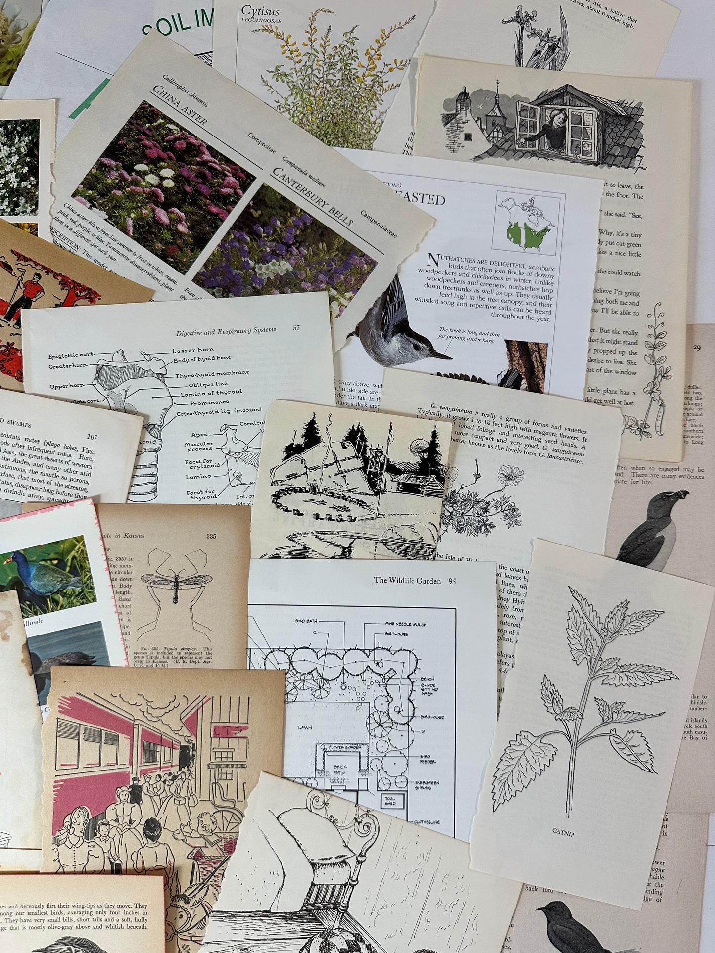 Ephemera packet 50 Illustrated Book Pages A5