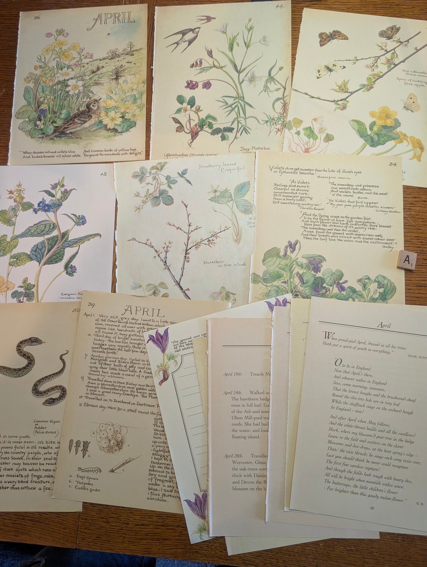 Diary of an Edwardian Lady Monthly Pages