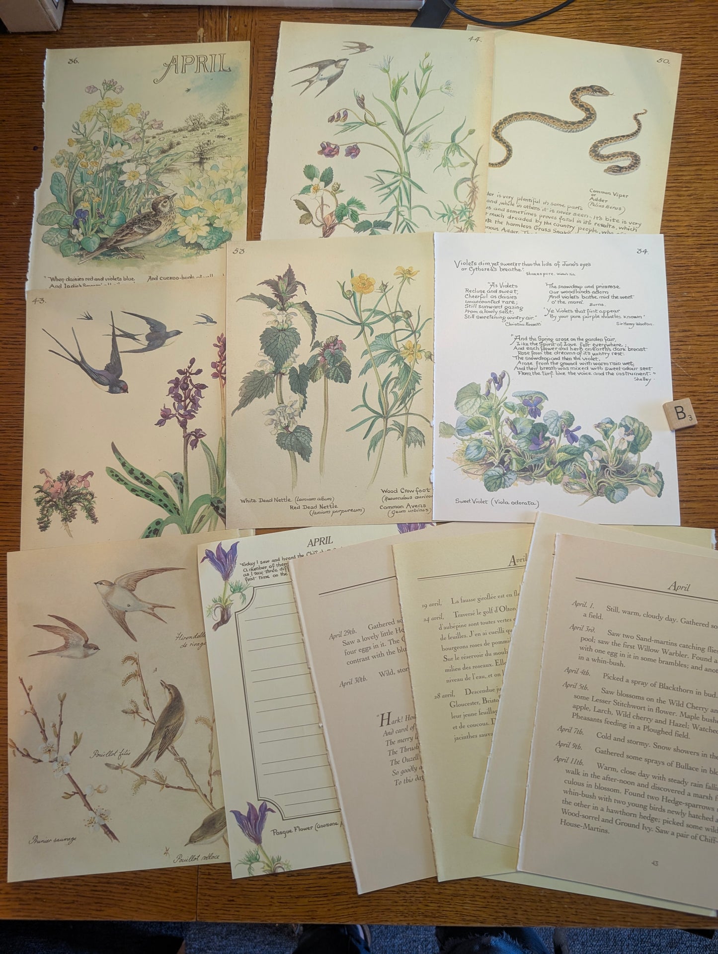 Diary of an Edwardian Lady Monthly Pages