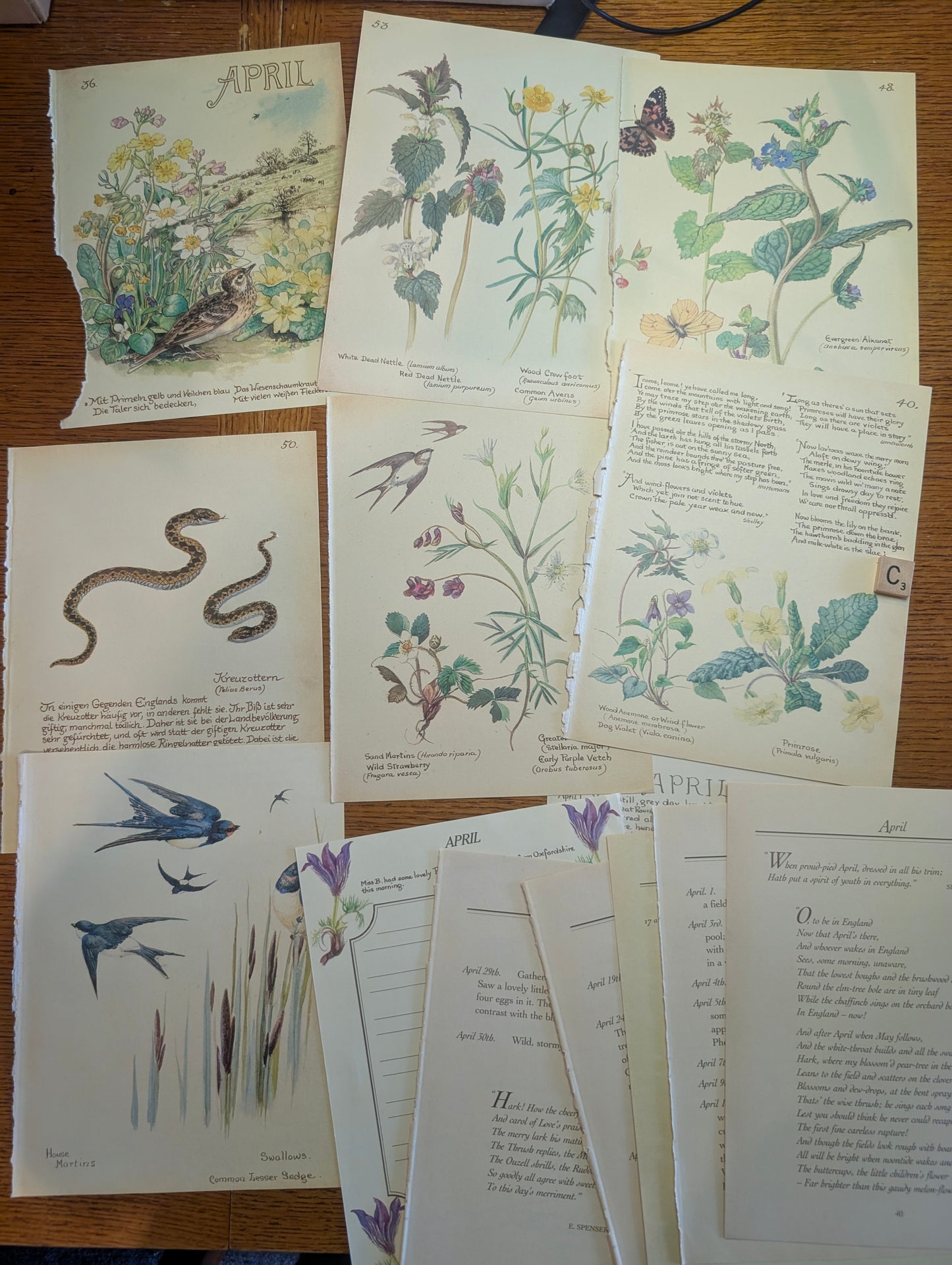 Diary of an Edwardian Lady Monthly Pages