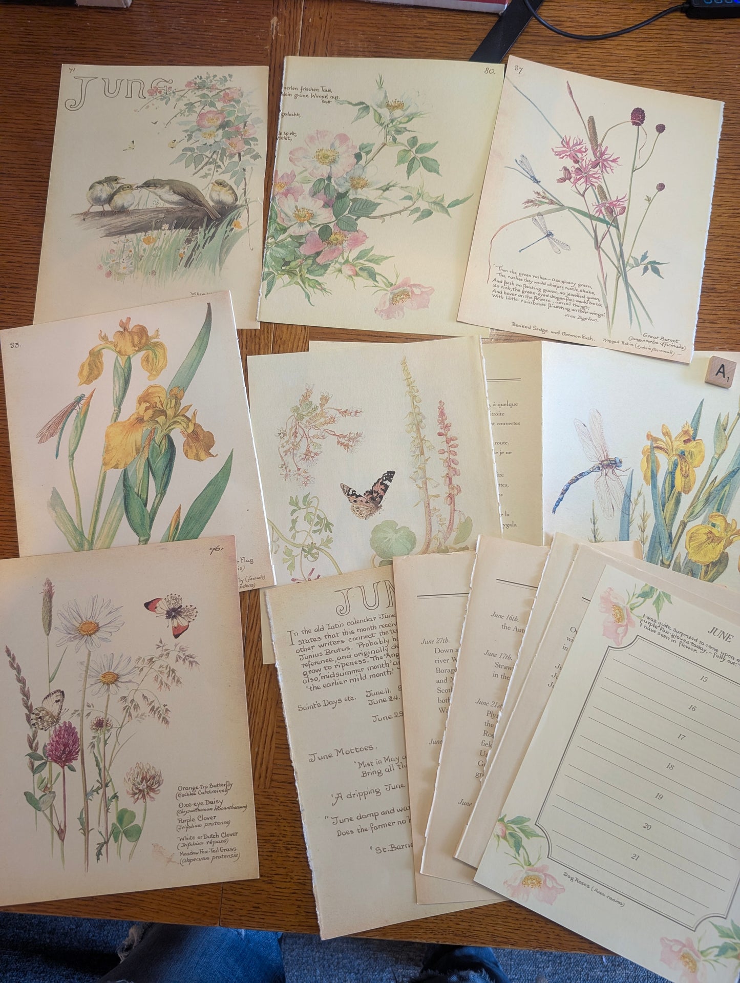 Diary of an Edwardian Lady Monthly Pages