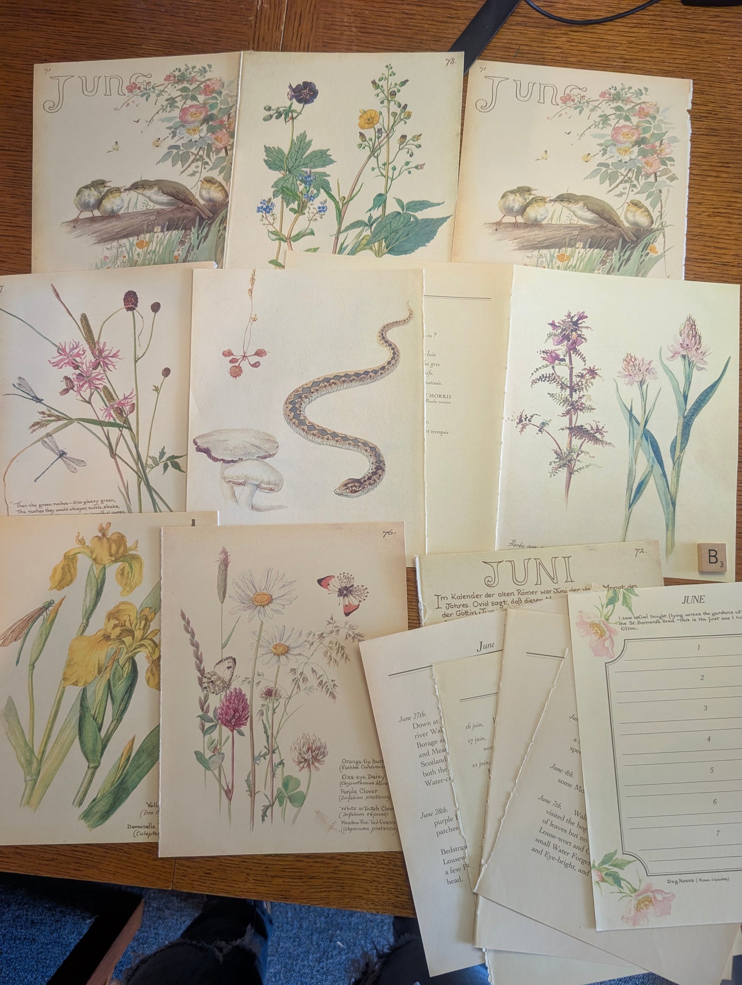 Diary of an Edwardian Lady Monthly Pages