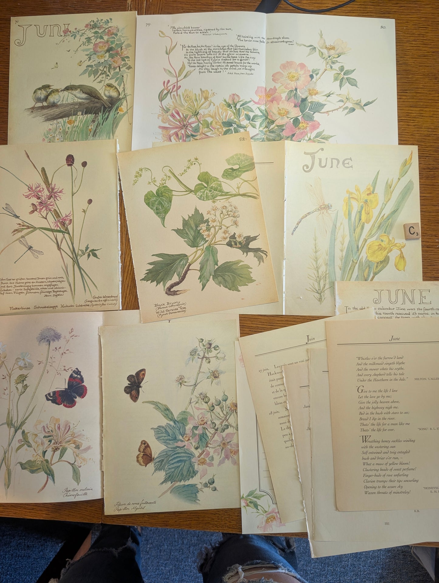 Diary of an Edwardian Lady Monthly Pages