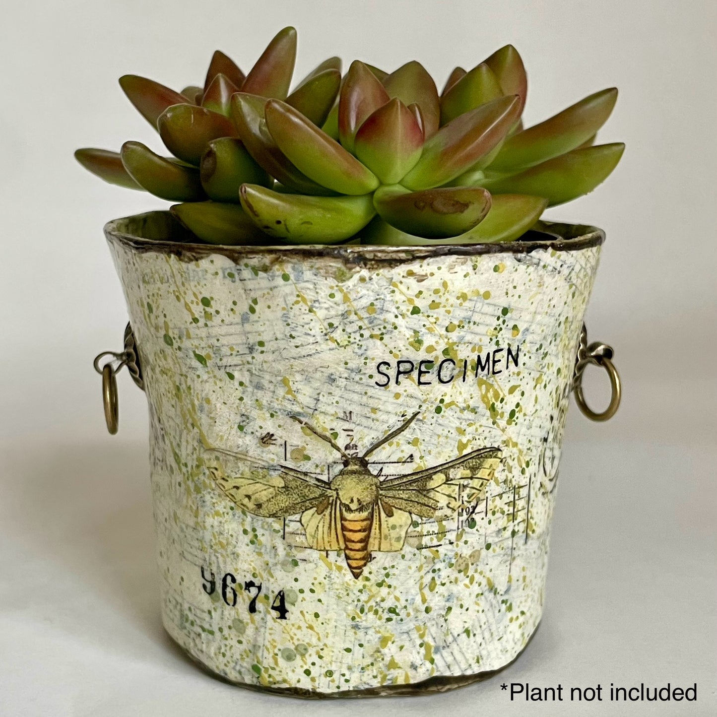 Paper Maché Pot / Decoupage / Vintage Inspired / Entomology