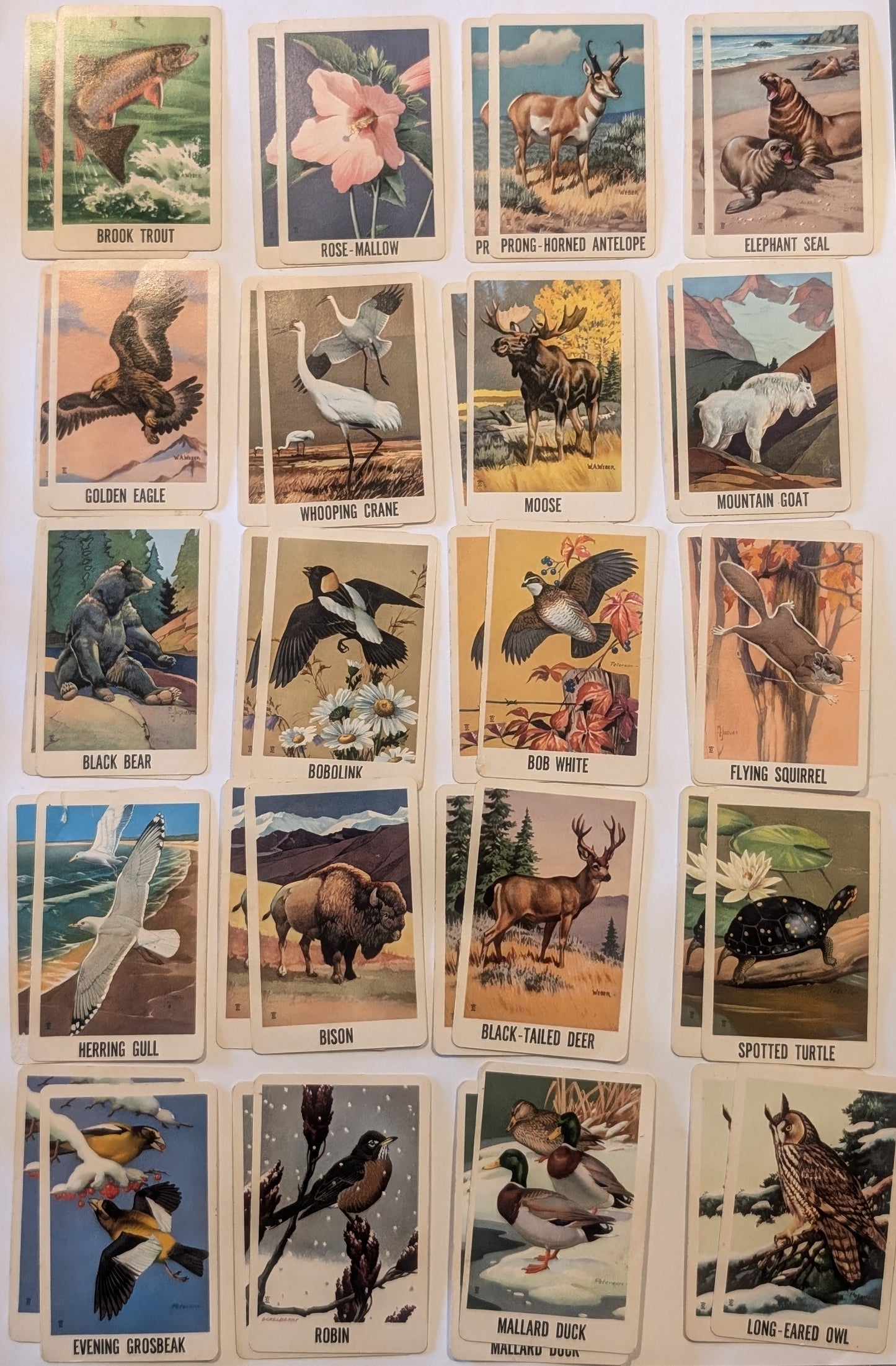 Vintage Wildlife Edition Concentration card game