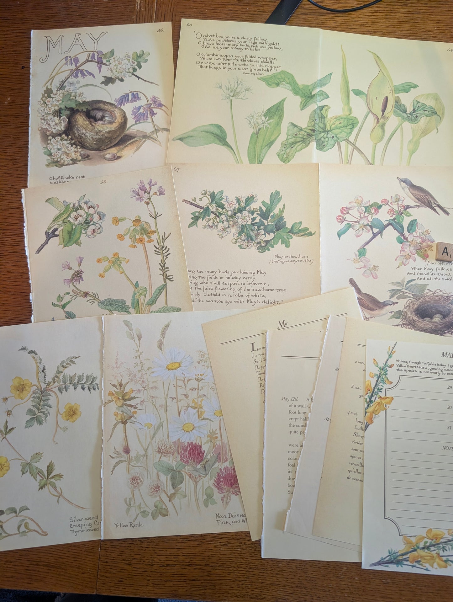 Diary of an Edwardian Lady Monthly Pages