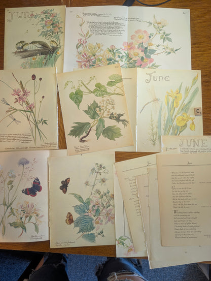 Diary of an Edwardian Lady Monthly Pages