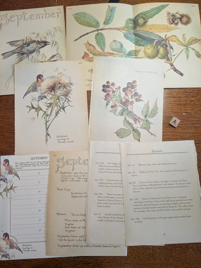 Diary of an Edwardian Lady Monthly Pages